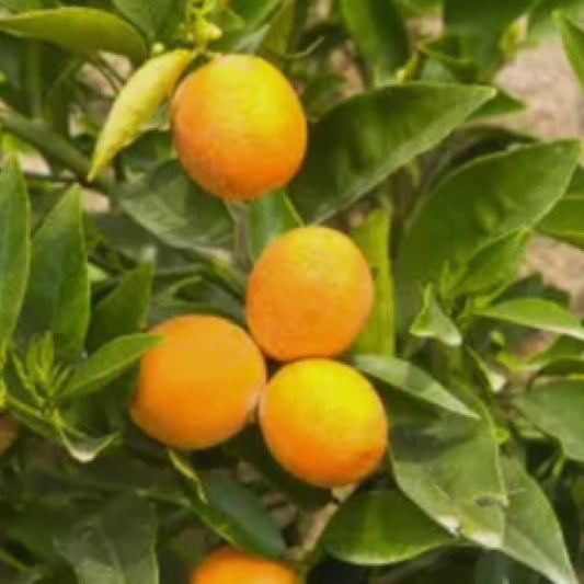 Bergamot Oil