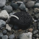 Pumice Exfoliating Stone